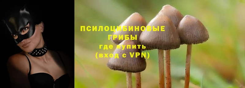 Псилоцибиновые грибы Cubensis  наркота  Кропоткин 